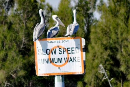 Brevard Birds Manatee Zone